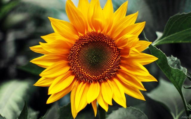 Download Sunflower Wallpapers and Backgrounds 