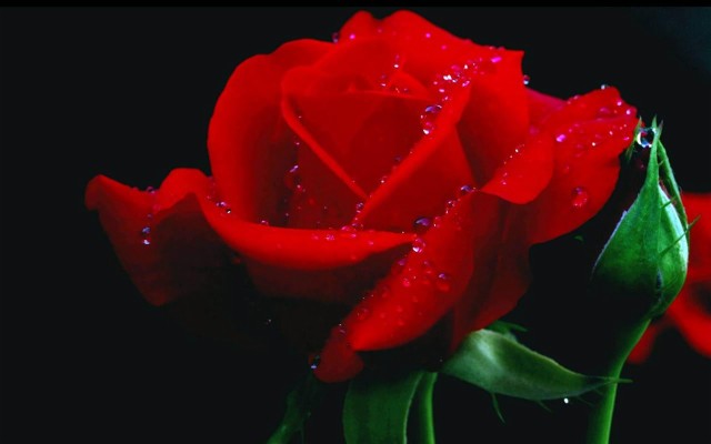 Background V - Rose Flower Wallpaper Hd Free Download - 1280x800 Wallpaper  