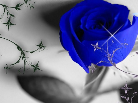 Blue Rose Full Screen - 1280x953 Wallpaper 