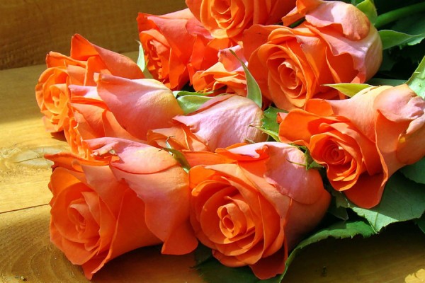 Pink And Blue Orange Rose Day Whats App Dp, Facebook - Dp Images Hd ...
