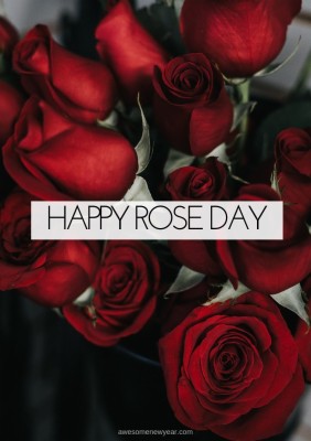 Download Rose Day Wallpapers and Backgrounds 