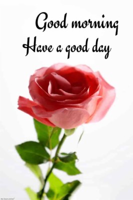 Have A Great Day Sister - 600x899 Wallpaper - teahub.io