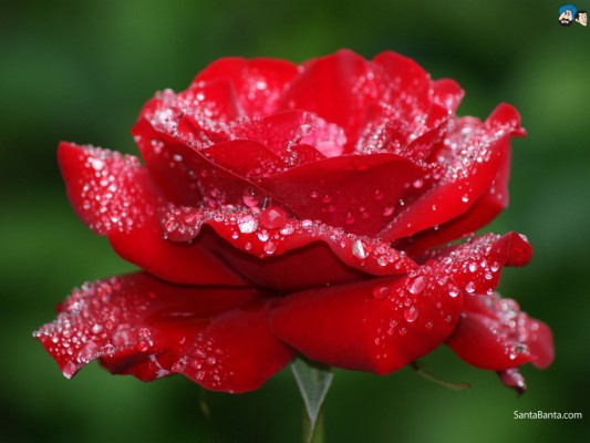 Roses Wallpaper - Good Morning Red Rose Love - 1024x768 Wallpaper - teahub.io