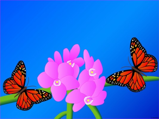  Kupu  kupu  Wallpaper  Butterfly Black Background  