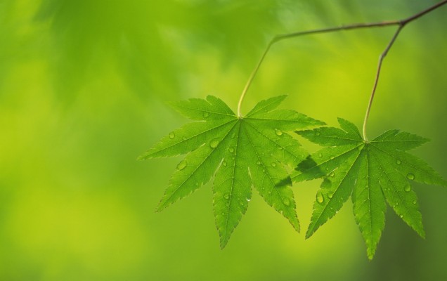 Light Green Leaves Background - 1600x1600 Wallpaper 