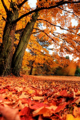 Maple Tree Wallpaper - Autumn Falling Leaves Live - 640x960 Wallpaper ...