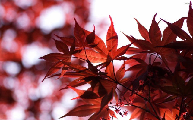 Maple Leaf Hd Desktop - 2880x1800 Wallpaper - teahub.io