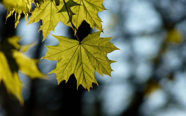 Maple, Leaf, Spring, Wallpaper - Full Screen Blur Background Hd - 3840x2400  Wallpaper 