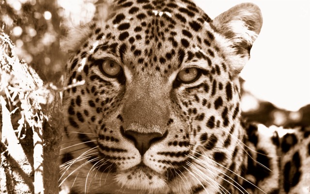 Leopard wallpaper by P3TR1T - Download on ZEDGE™