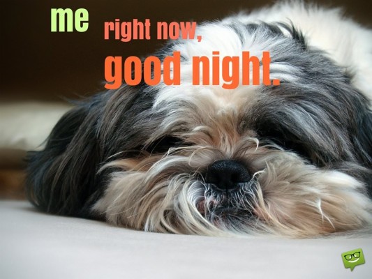 Dog Say Good Night 2560x1600 Wallpaper Teahub Io