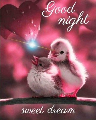 Good Night Images For Whatsapp - Cute Animals Or Birds - 720x895 Wallpaper  