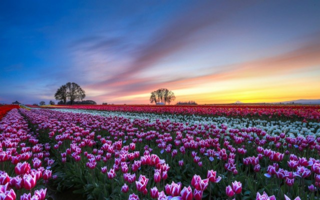 Scenic Flower Wallpapers - Flower Field Background - 1862x1164 ...