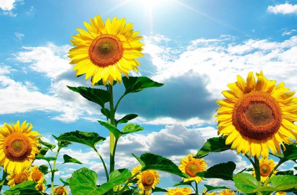 Fondos De Pantalla Girasoles - 630x1120 Wallpaper - teahub.io