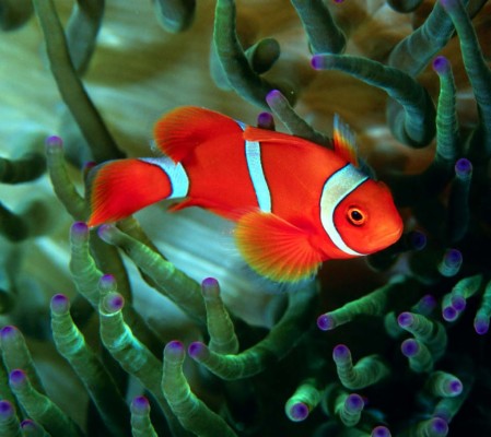 Best Fish Photos - Beautiful Fish Images Download - 960x854 Wallpaper -  