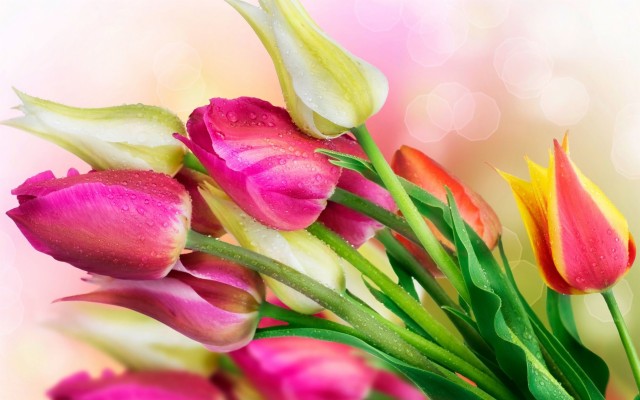 Fresh Flowers Wallpaper - Bright Cute Background Images Hd - 2560x1600 ...