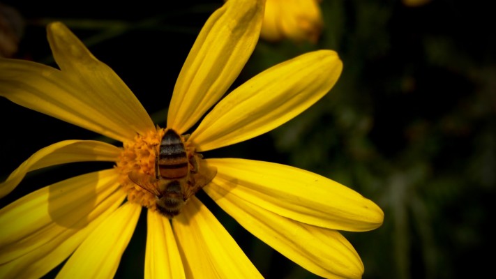 Black Eyed Susan Backgrounds Clipart - 1023x770 Wallpaper - teahub.io