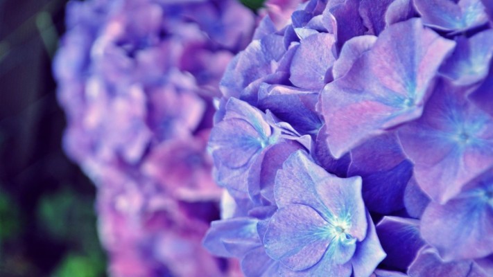 Flower, Hydrangeas, Blue, White, Flowers, Hydrangea - Hydrangea ...