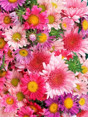 Hd Flowers Wallpaper Iphone Resolution - Real Flower Wallpaper Iphone ...