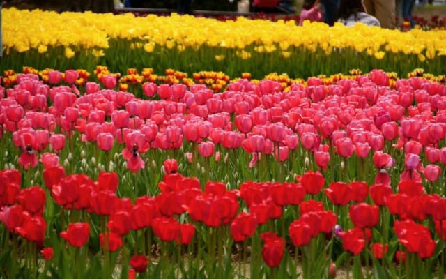 Red And Yellow Followers Preview - Sprenger's Tulip - 970x606 Wallpaper -  