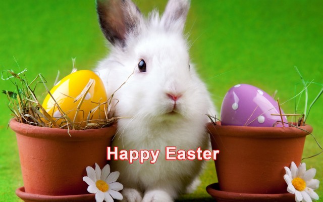 Happy Easter Cute White Bunny Hd Desktop Wallpapers - Easter Bunny ...