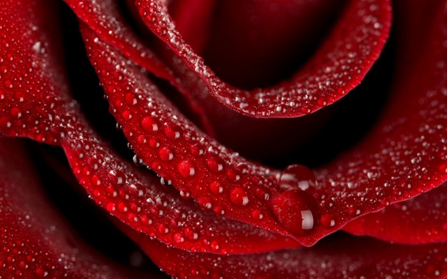 A Beautiful Red Rose Wallpapers Download - Full Screen Rose Wallpaper Hd -  2560x1600 Wallpaper 