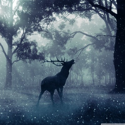 Fantasy Deer In The Forest - 2048x2048 Wallpaper - teahub.io