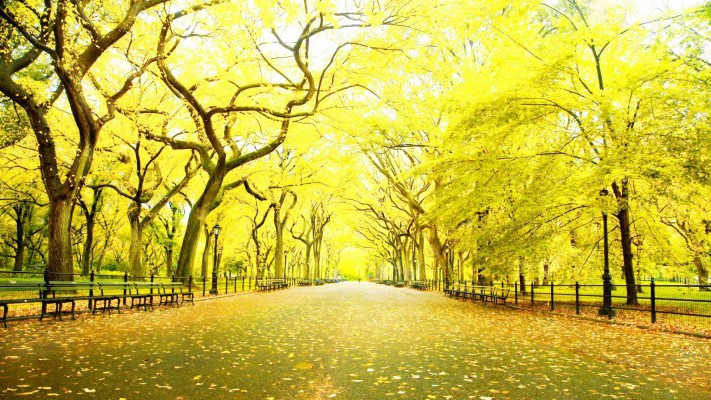 Wallpaper Hd 1080p Free Download - New York Central Park Autumn - 1920x1080  Wallpaper 