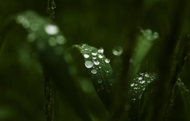 Photo Wallpaper Greens, Leaves, Water, Drops, Macro, - Wallpaper ...