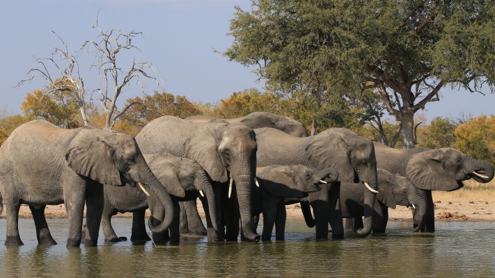 Elphant Family Drink Water In River 4k Wallpaper - Sex Elephant ...