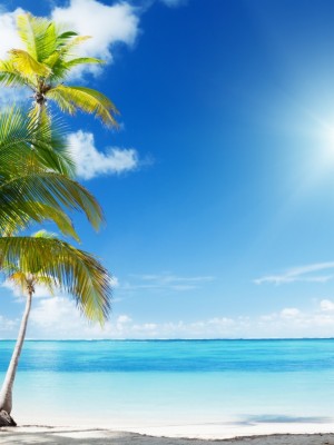 Island Beach Palm Trees - 1920x1080 Wallpaper - teahub.io