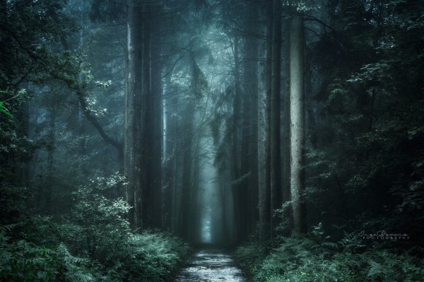 Entering A Dark Forest - 1500x1000 Wallpaper 