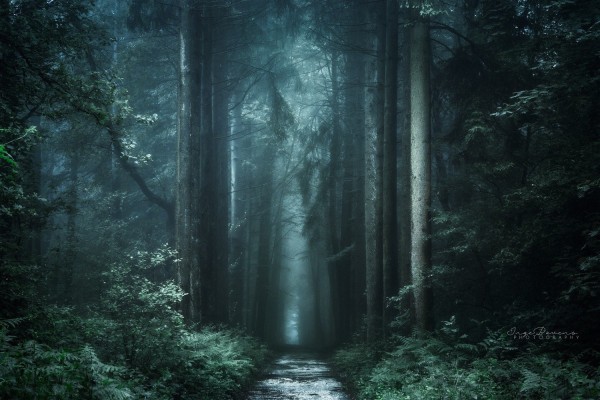 Image Light Forest Dark Forest Background Tumblr Writing - Beautiful