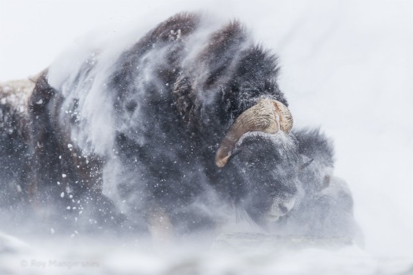 Musk Ox In Snow - 2000x1333 Wallpaper - teahub.io