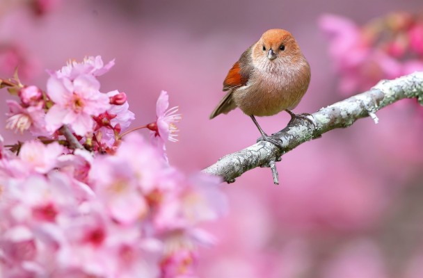 Free Images Birds Flowers Wallpaper - Birds And Flowers Hd - 1920x1080 ...