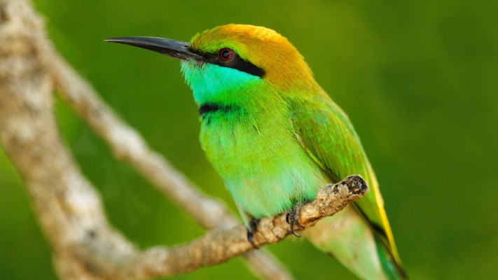 Wallpaper Macro Photography Of Green Bird - Animals With Feathers ...