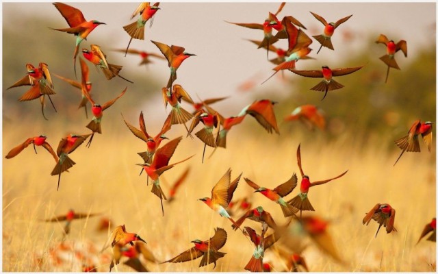 creationeffects flock of birds download