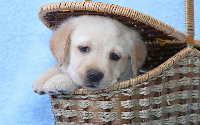 Cute, Labrador, Retriever, Dogs, High, Definition, - Golden Retriever ...