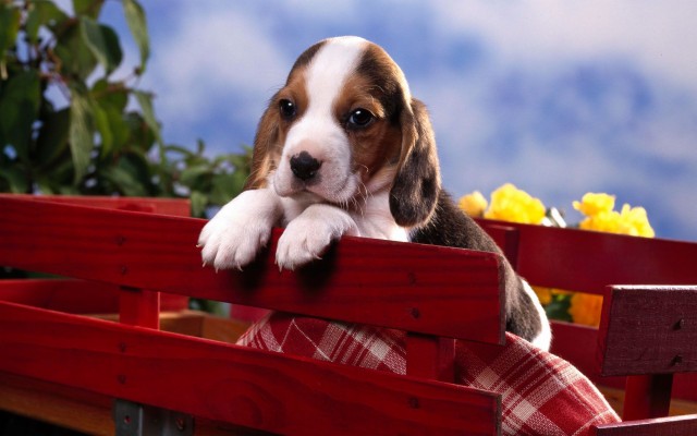 Beagle Puppy Wallpaper Hd - 1600x900 Wallpaper - teahub.io