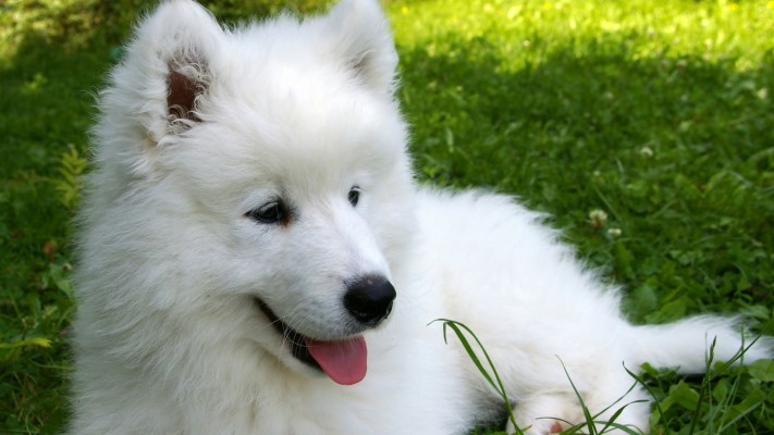 Funny Dog Wallpaper - Dog Samoyed - 2560x1600 Wallpaper - teahub.io