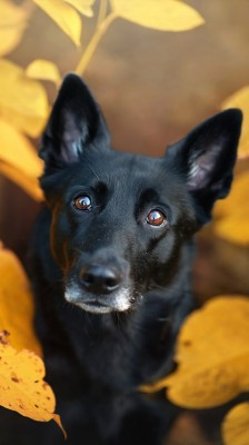Dog Wallpaper Hd For Mobile - 950x1689 Wallpaper - teahub.io