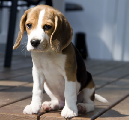 Beagle Puppies - 3424x3180 Wallpaper - teahub.io