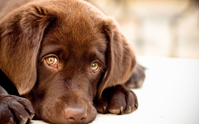 Sweet Dog - Sweet Dog Images Hd - 1600x1200 Wallpaper - teahub.io