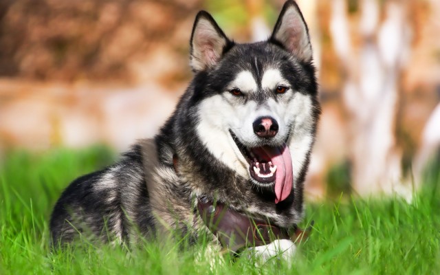 Husky, Big Dog, Green Grass, Pets, Breeds Of American - Sakhalin Husky ...