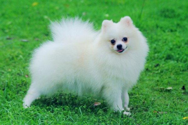 Animal, Pomeranian, White, Dog, Widescreen, High, Definition ...