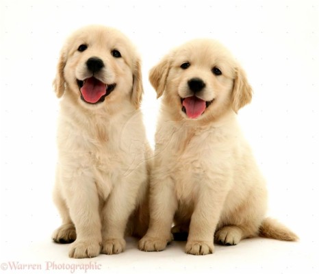 Cute White Golden Retriever Puppies Wallpaper Mans - Golden Retriever ...