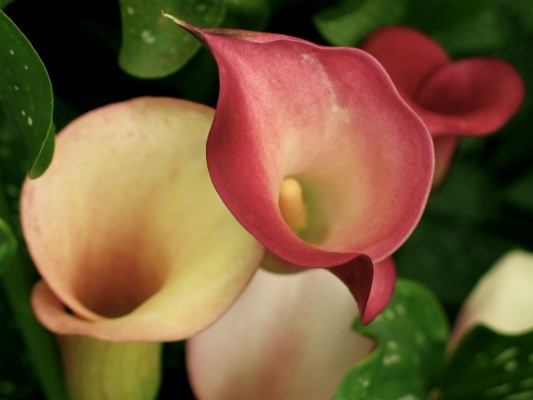 Giant White Arum Lily - 918x1632 Wallpaper - teahub.io