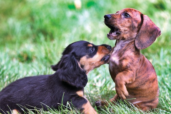 Cute Pet Eagle - Dachshund Puppies - 1500x1000 Wallpaper - teahub.io