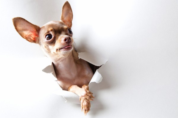 Sable Deer Head Chihuahua - 5616x3744 Wallpaper - teahub.io