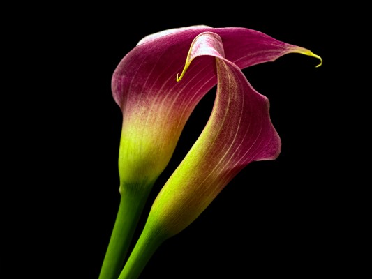 Giant White Arum Lily - 1024x768 Wallpaper - teahub.io