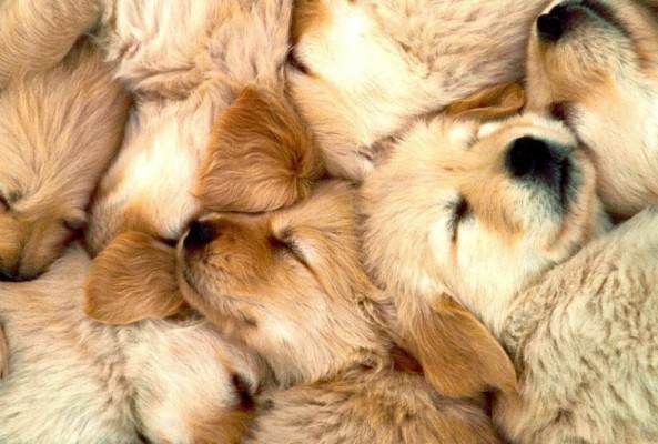 Litter Of Sleeping Golden Retriever Puppies - Golden Retriever Puppies ...